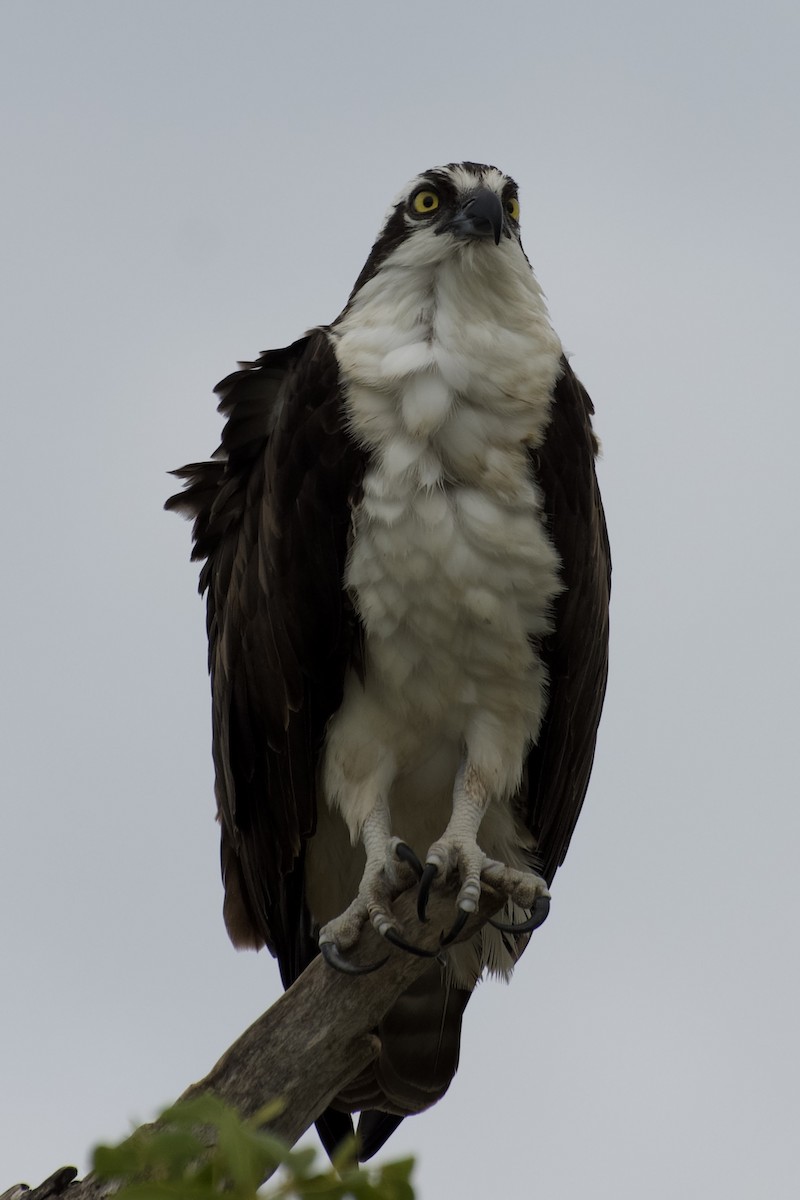 Osprey - Brandon Trentler