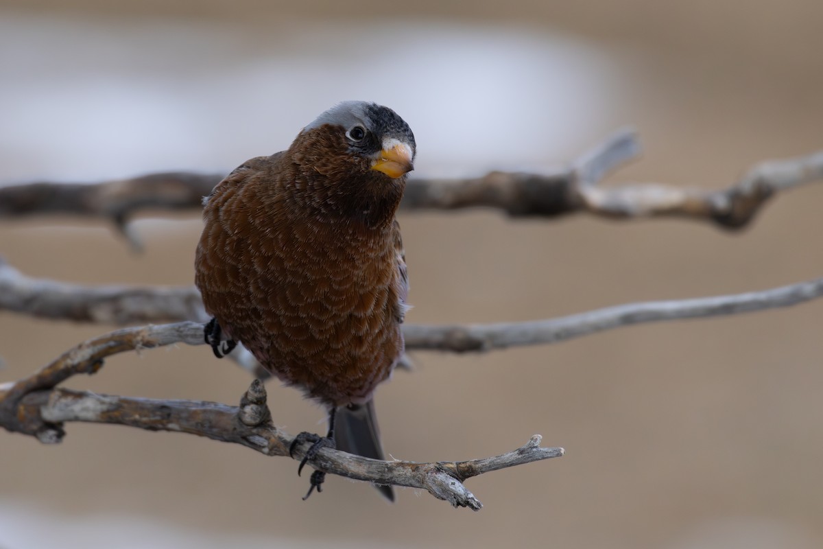 Gray-crowned Rosy-Finch (Gray-crowned) - ML613197132