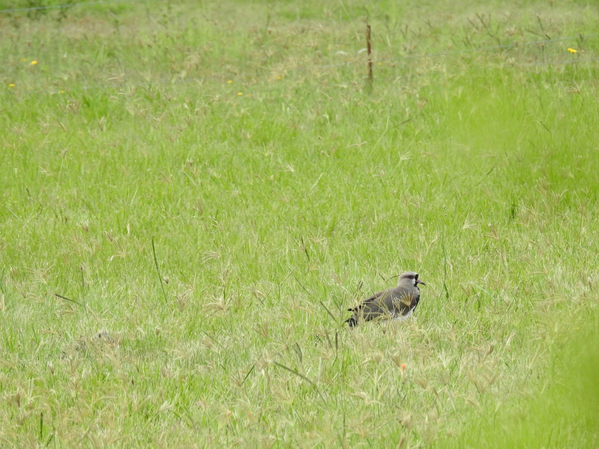 Southern Lapwing - ML613197147