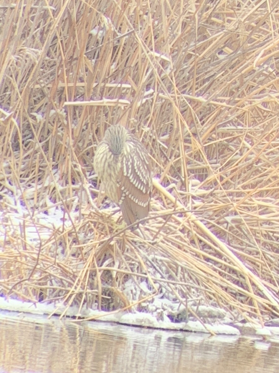 Black-crowned Night Heron - ML613197151