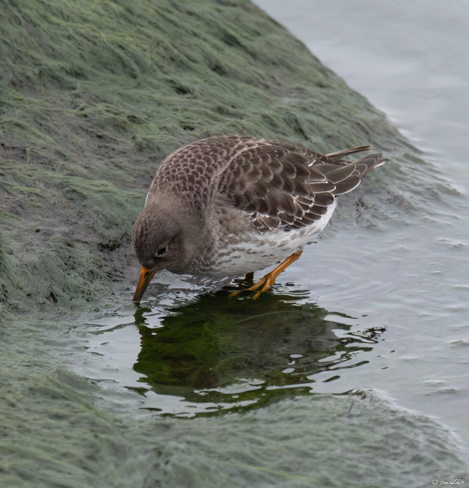 Purple Sandpiper - ML613197175