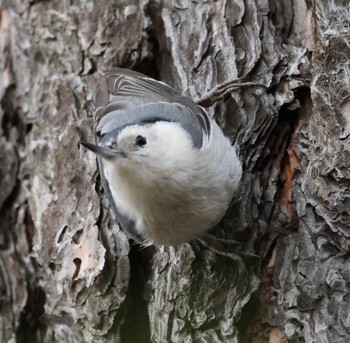 White-breasted Nuthatch - Kevin Murphy