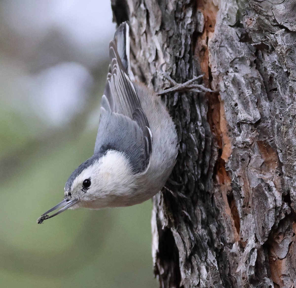White-breasted Nuthatch - ML613197185