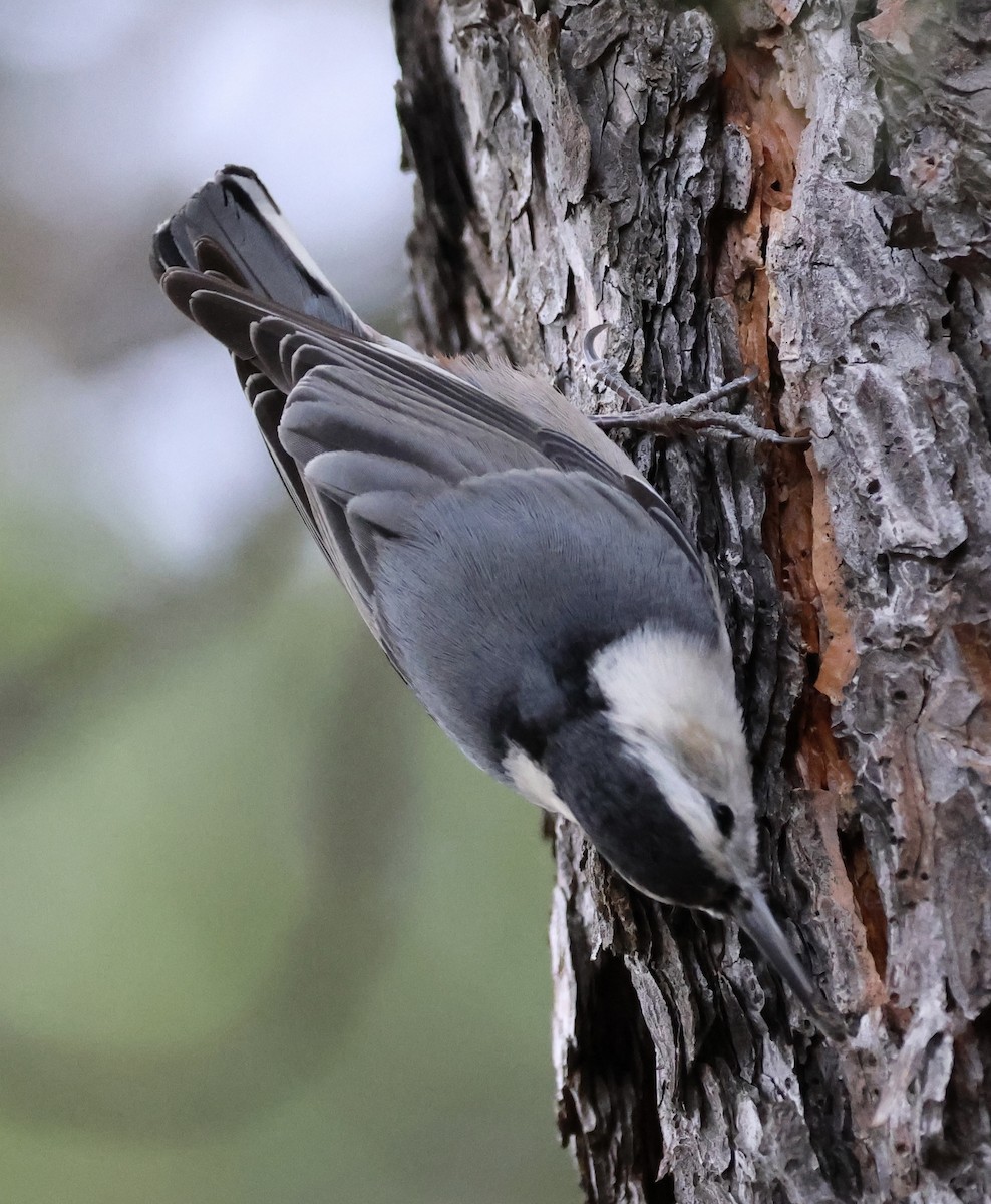 White-breasted Nuthatch - ML613197186