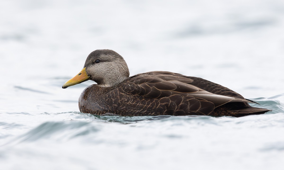 American Black Duck - ML613197189