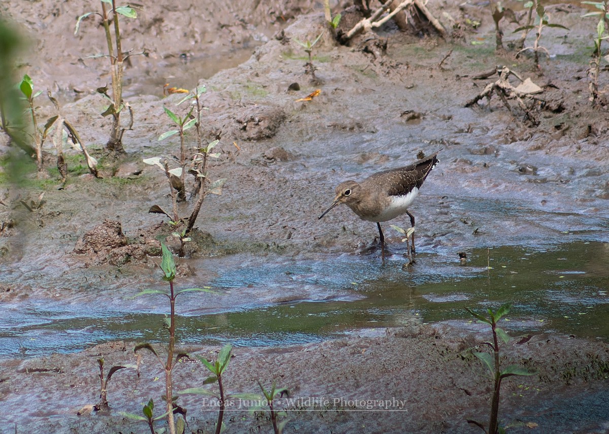 Solitary Sandpiper - ML613197199