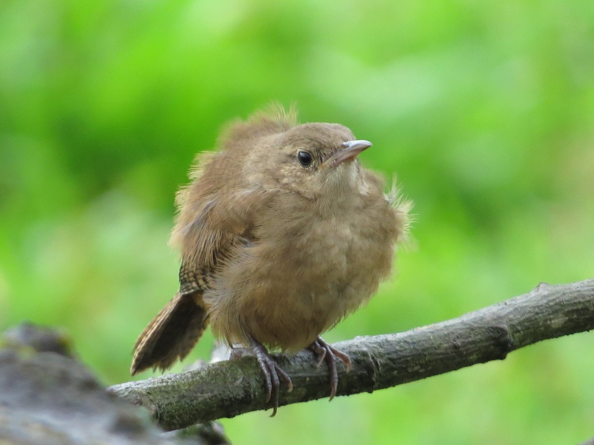 House Wren - ML61319721