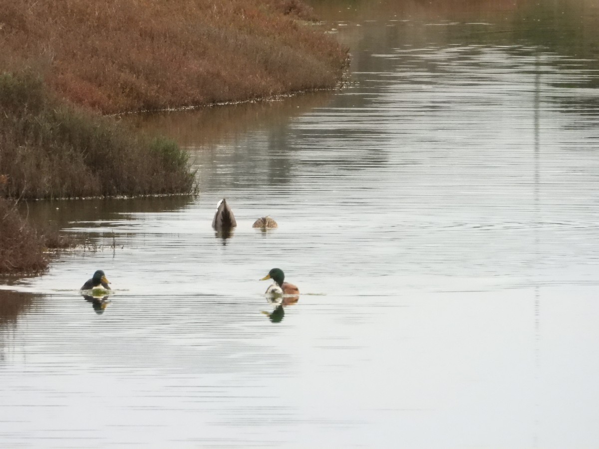 Mallard (Domestic type) - ML613197279