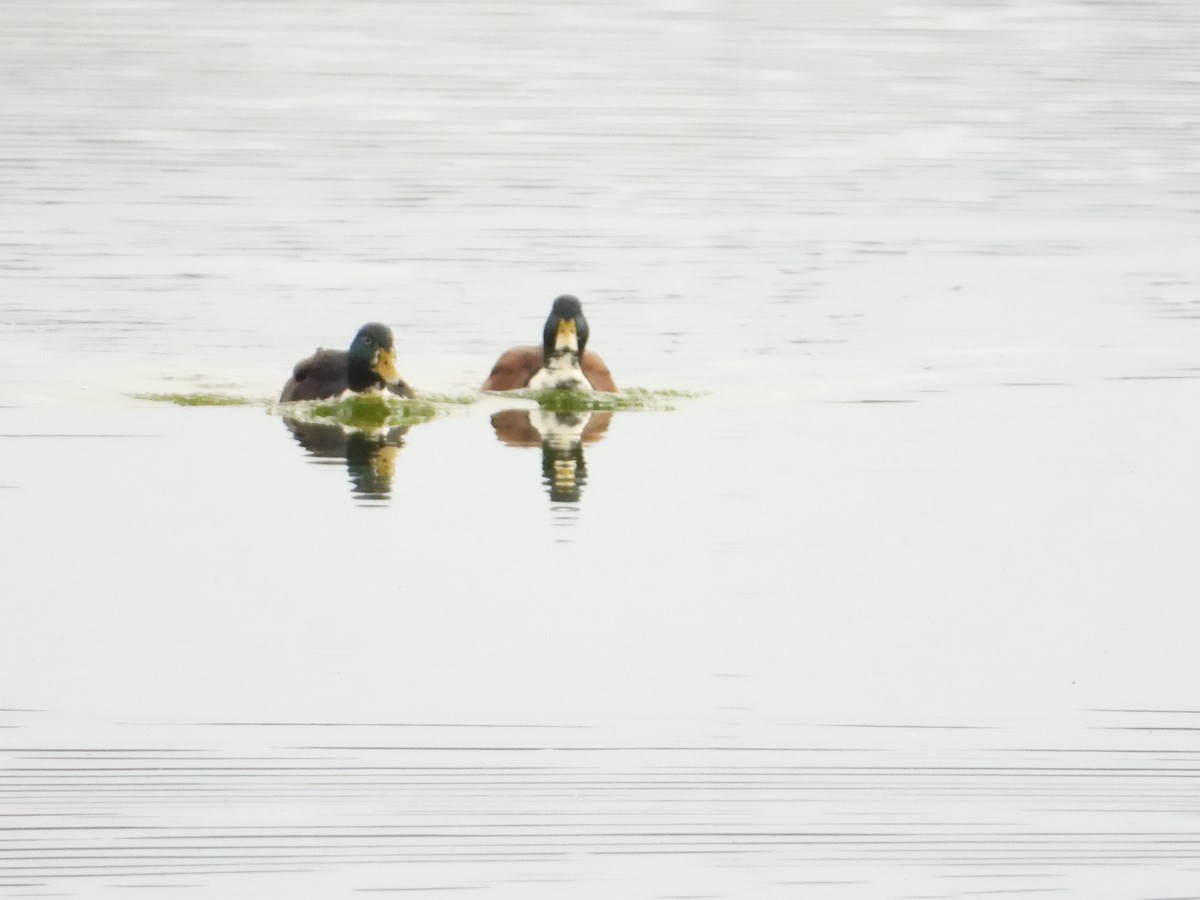 Mallard (Domestic type) - ML613197286