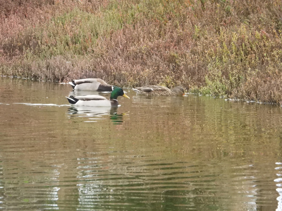 Mallard - ML613197384