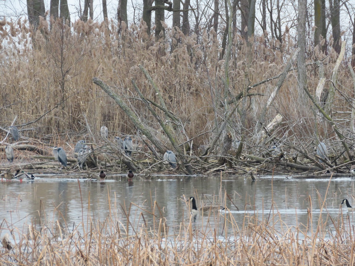 Great Blue Heron - ML613197404