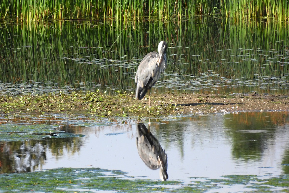 Gray Heron - ML613197417