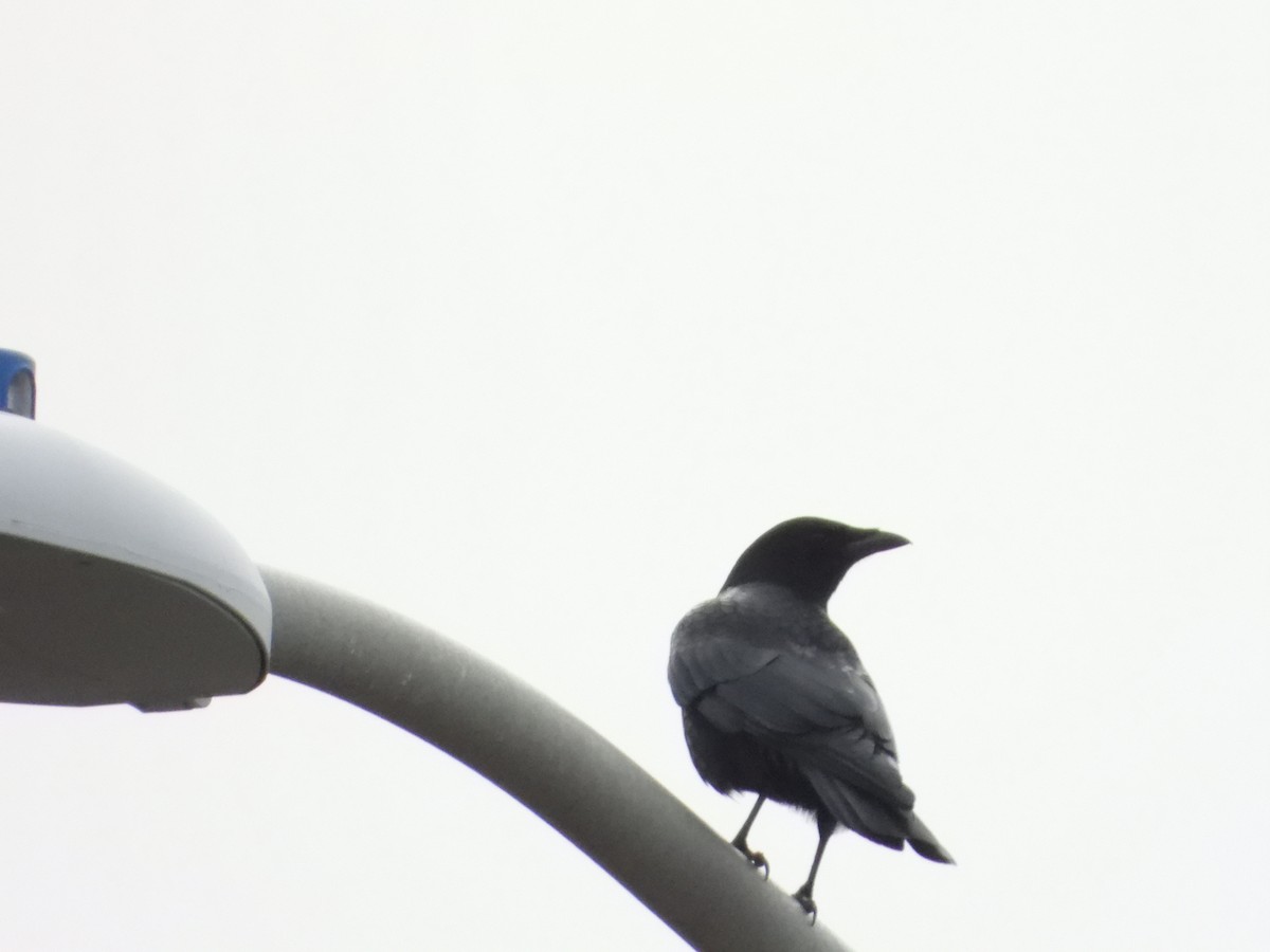 American Crow - ML613197455