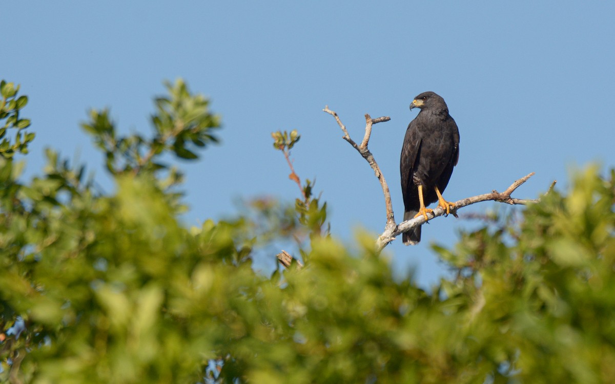 Great Black Hawk (Northern) - Luis Trinchan