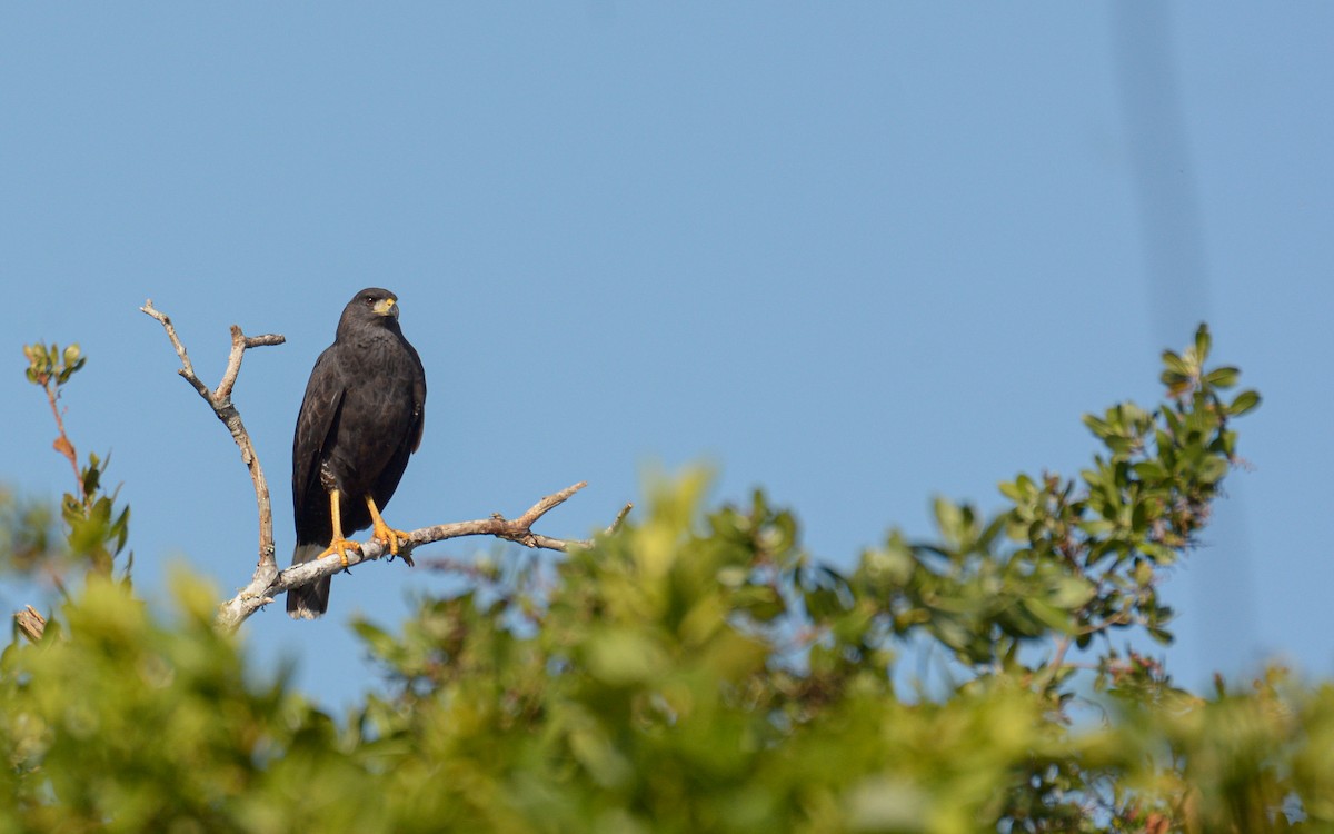 Great Black Hawk (Northern) - Luis Trinchan