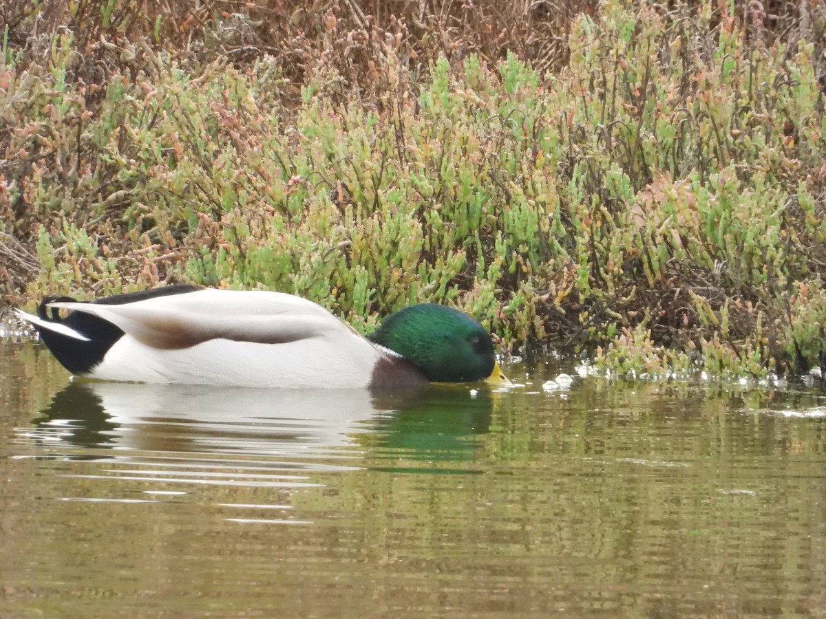 Mallard - ML613197490