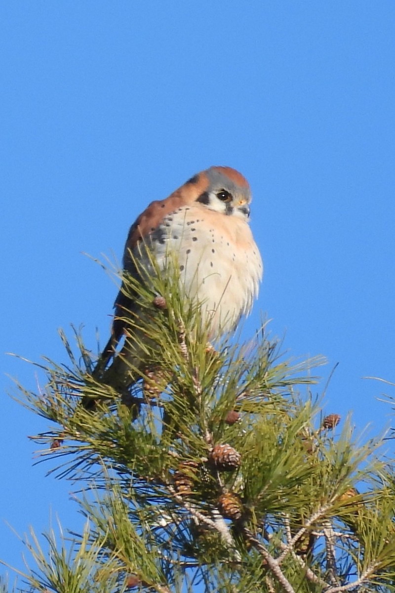 American Kestrel - ML613197491