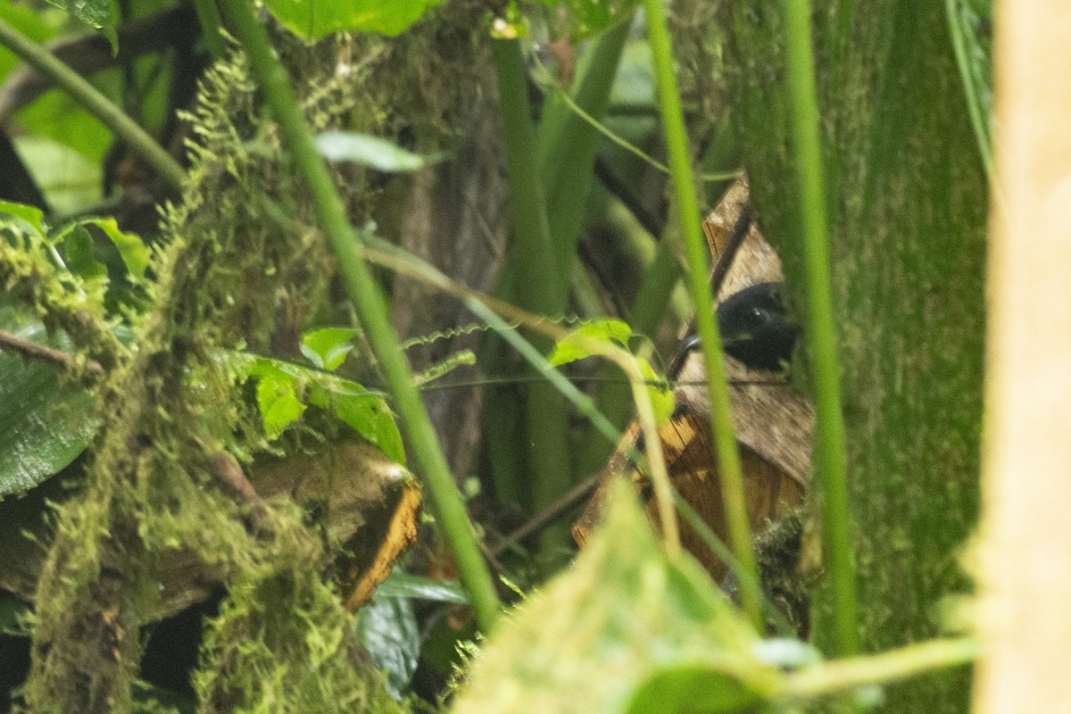 Panamáameisenvogel - ML613197492