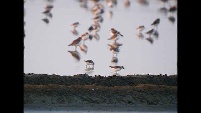 Spoon-billed Sandpiper - ML613197575