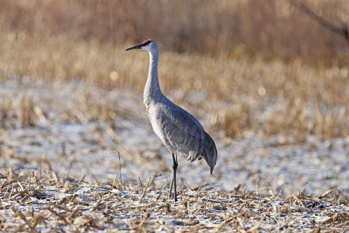 Sandhill Crane - Guy Stevens