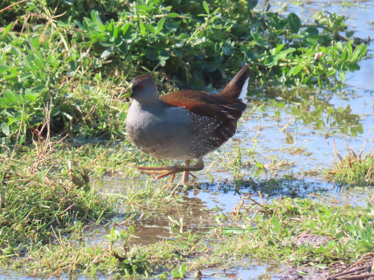 Spot-flanked Gallinule - Nelson Contardo
