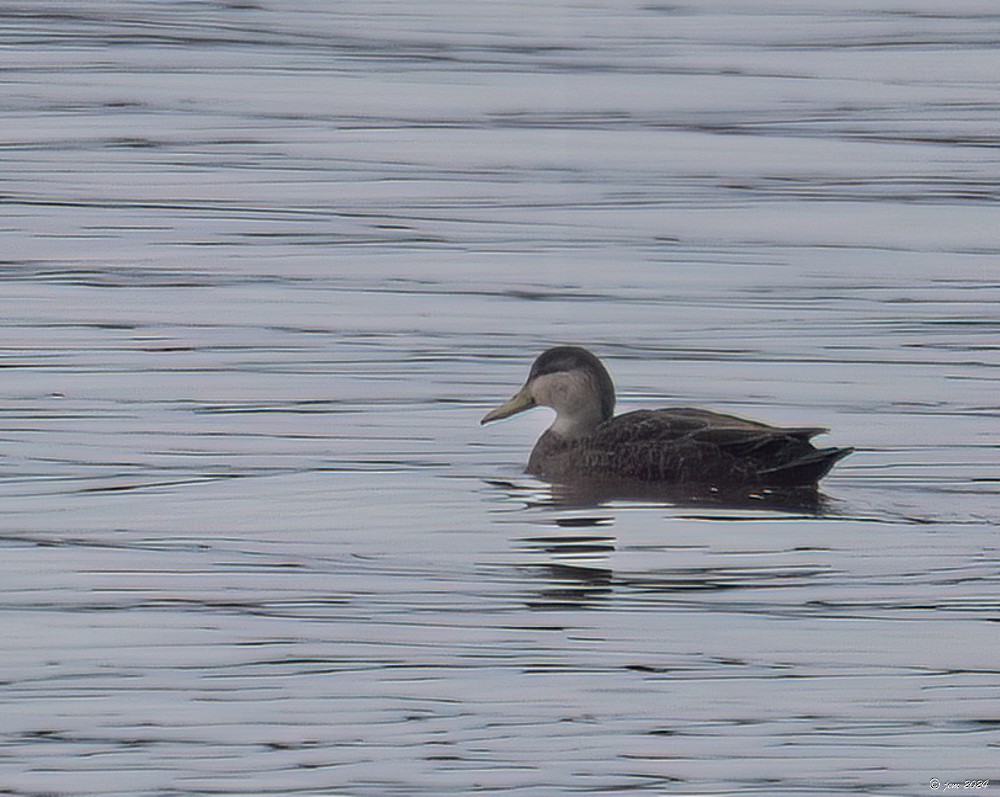 American Black Duck - Carl & Judi Manning