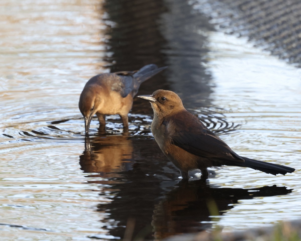 Boat-tailed Grackle - Glenn and Ellen Peterson