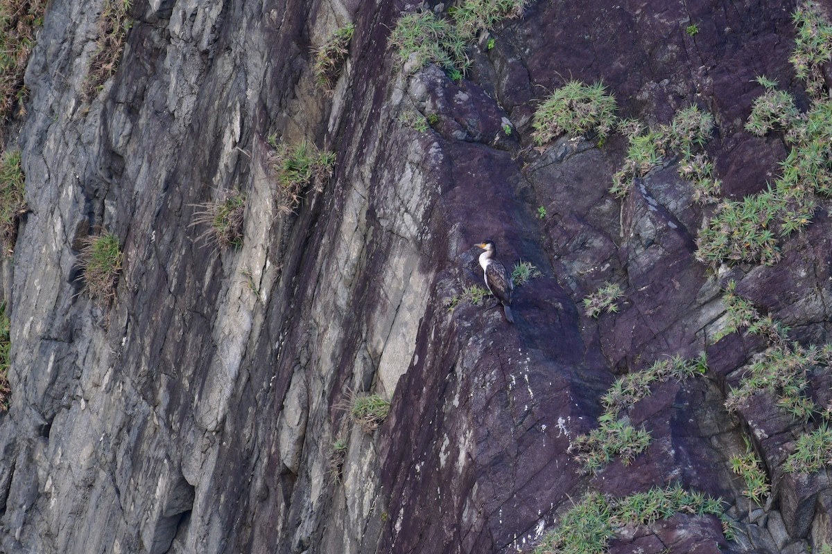 Japanese Cormorant - ML613197912