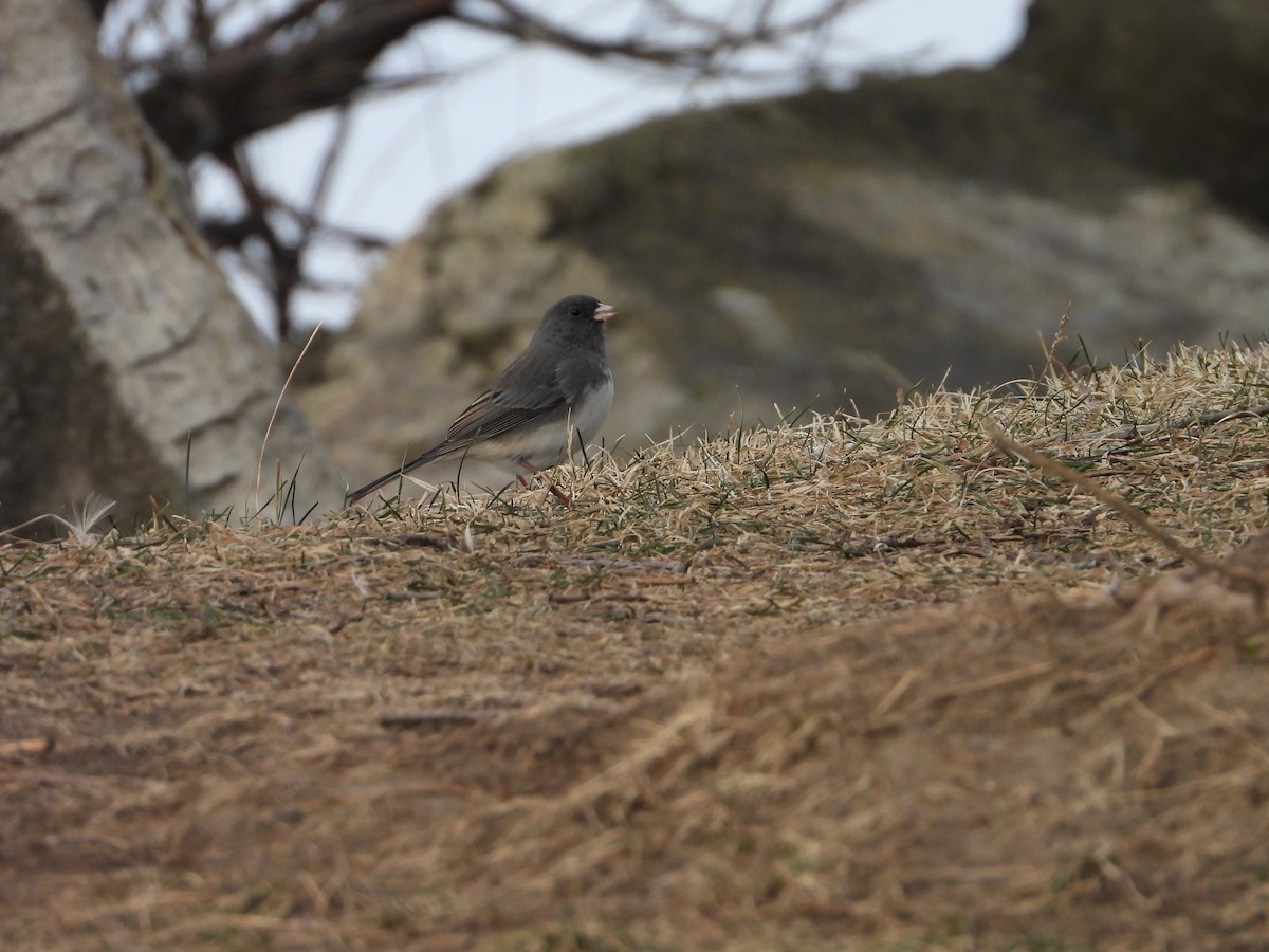 Dark-eyed Junco - ML613198001