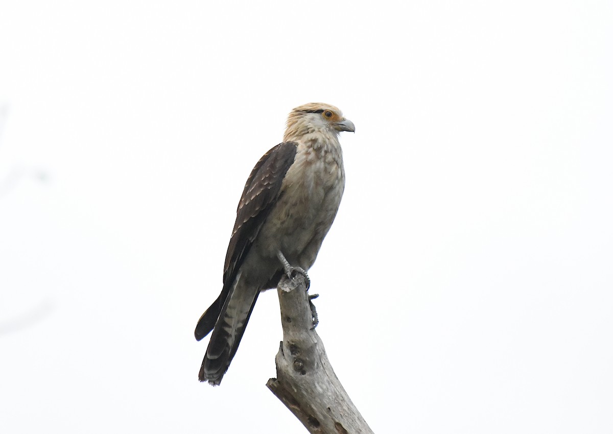 Yellow-headed Caracara - ML613198092