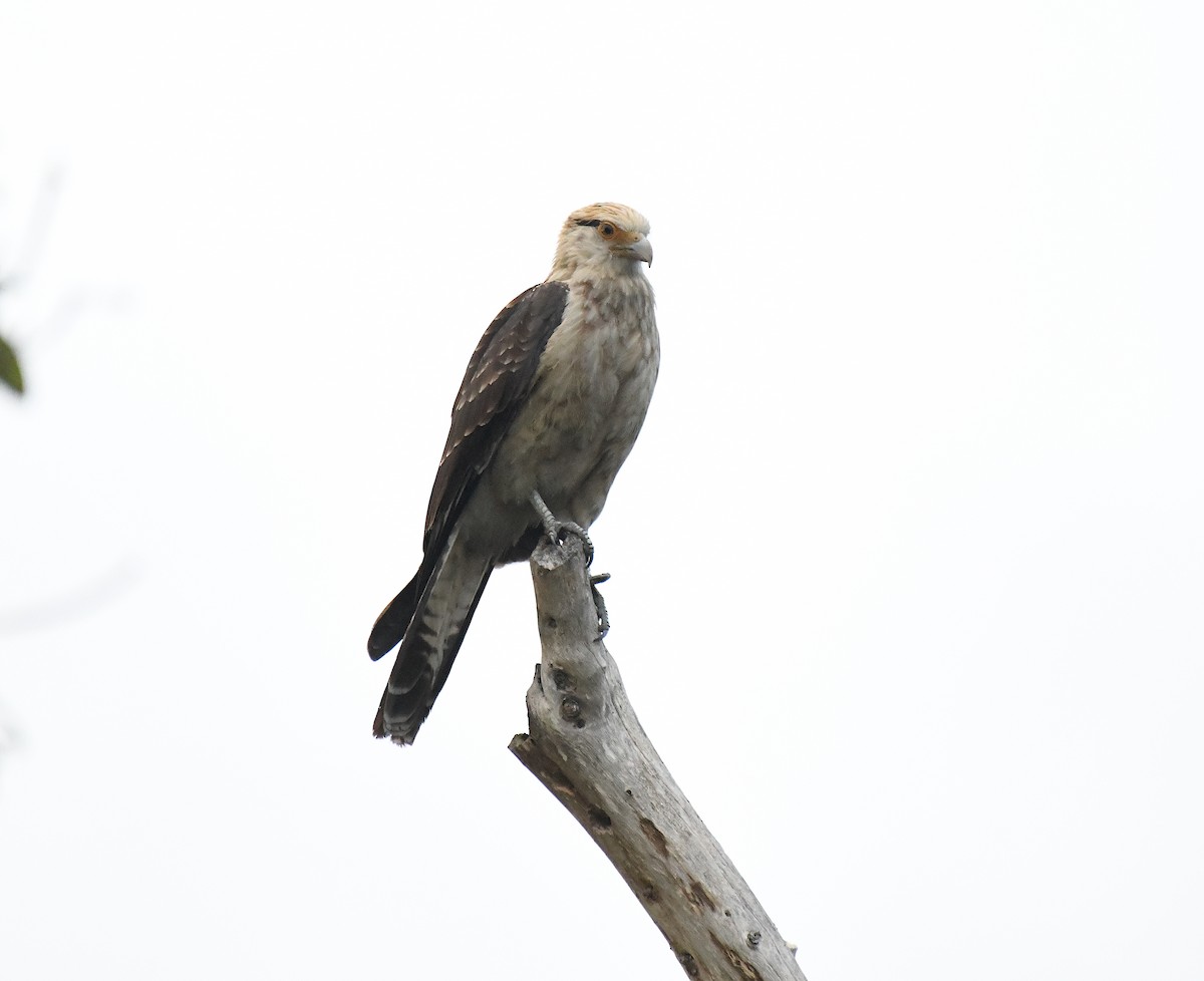 Caracara Chimachima - ML613198093