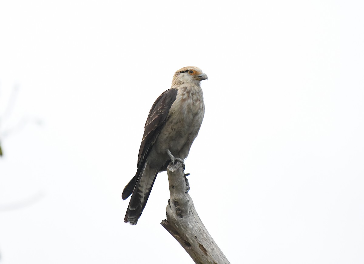 Caracara Chimachima - ML613198094