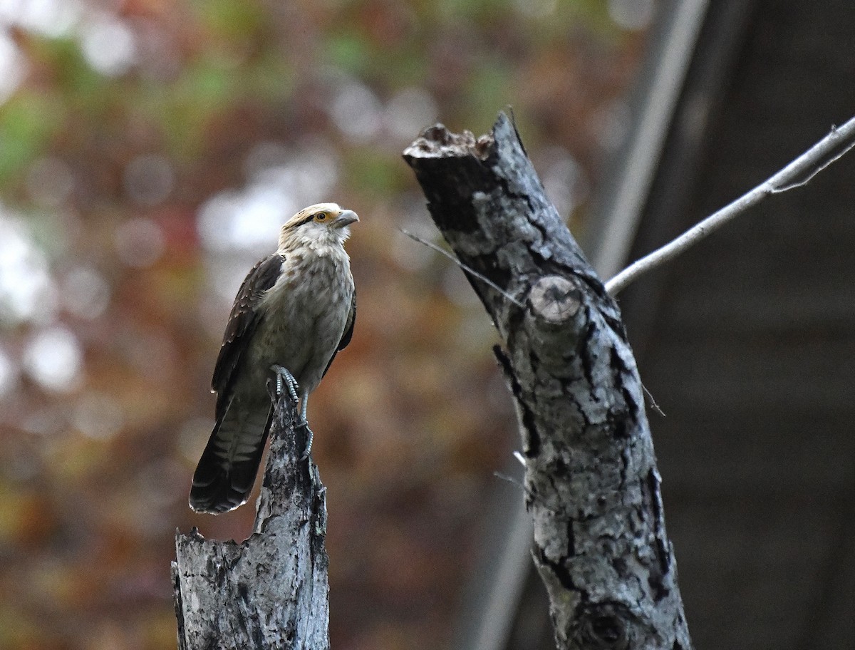 Yellow-headed Caracara - ML613198095