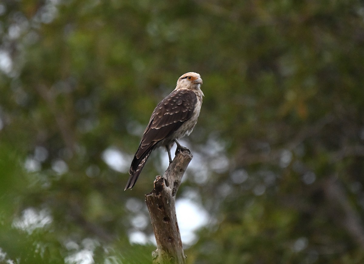 Yellow-headed Caracara - ML613198096