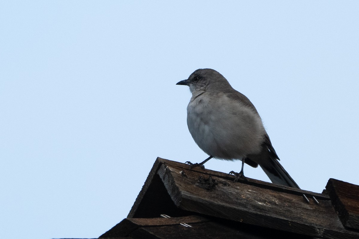 Northern Mockingbird - Marcello Caruso-Turiello