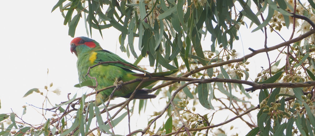 Musk Lorikeet - ML613198199