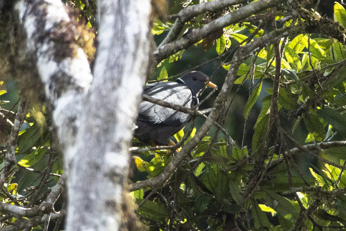 Pigeon à queue barrée (groupe albilinea) - ML613198409