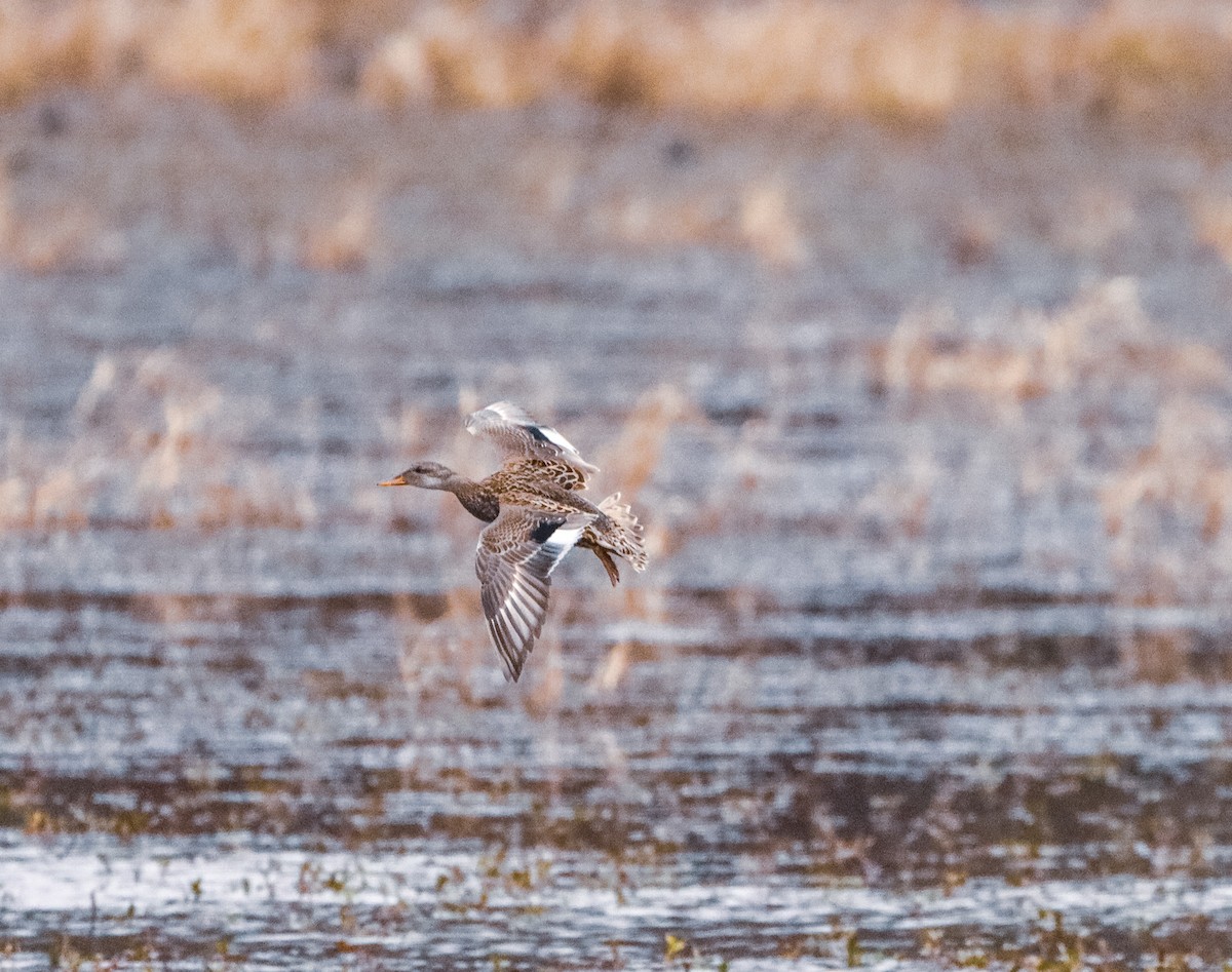 Gadwall - ML613198464