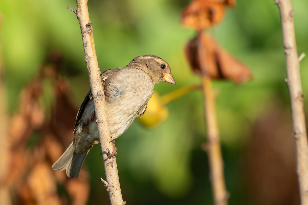 House Sparrow - ML613198467