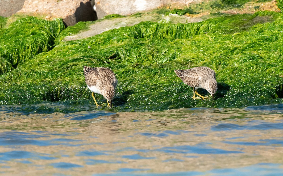 pygmésnipe - ML613198506