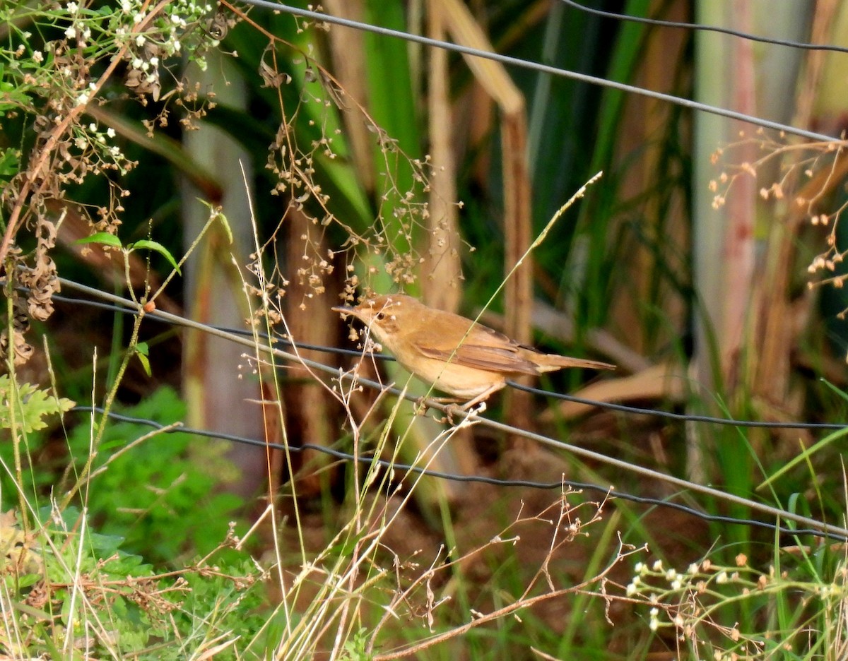 Sykes's Warbler - ML613198508