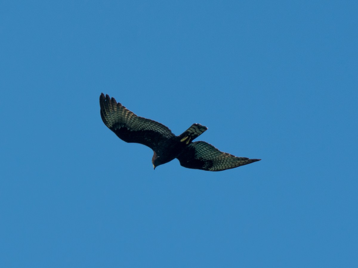 Zone-tailed Hawk - ML61319851