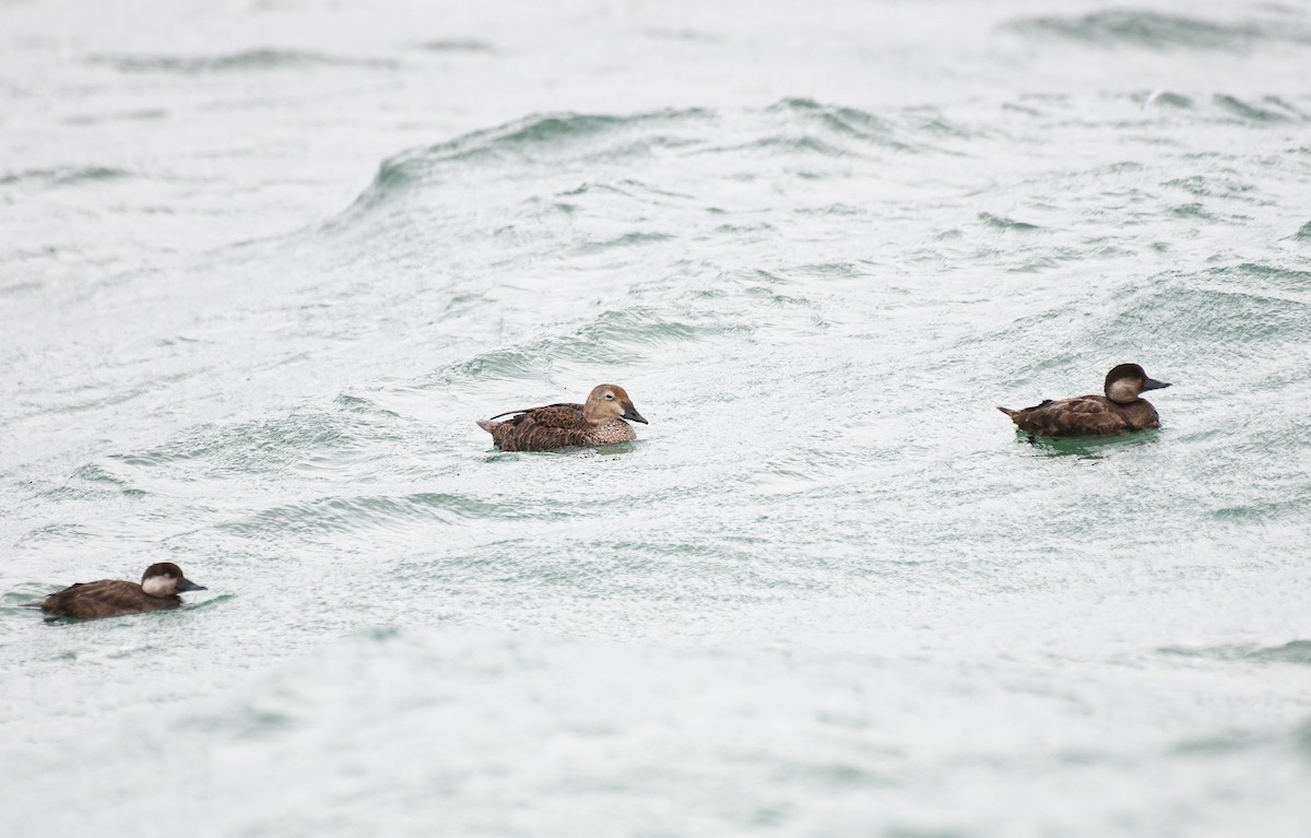 King Eider - ML613198510