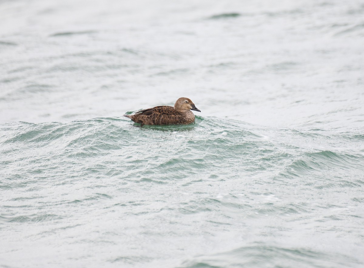 Éider Real - ML613198511