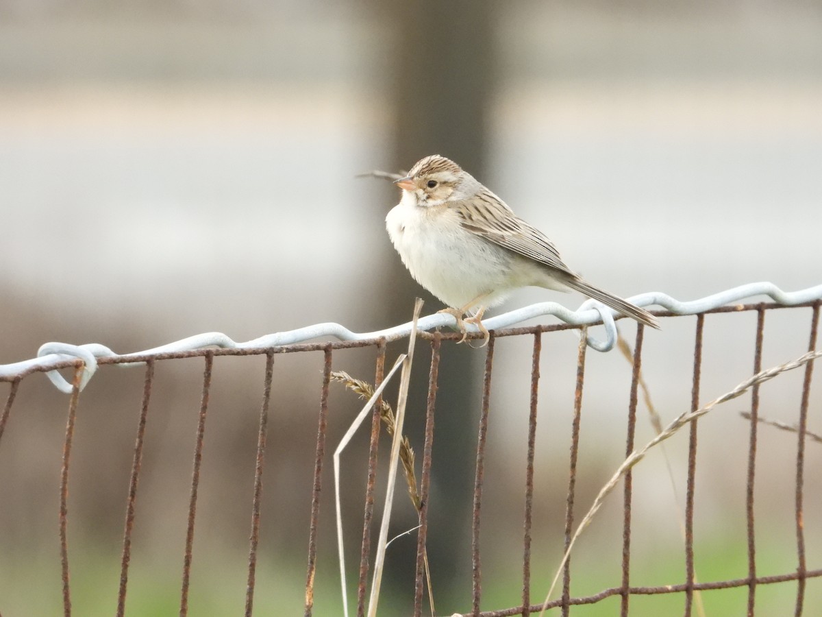 Clay-colored Sparrow - ML613198516