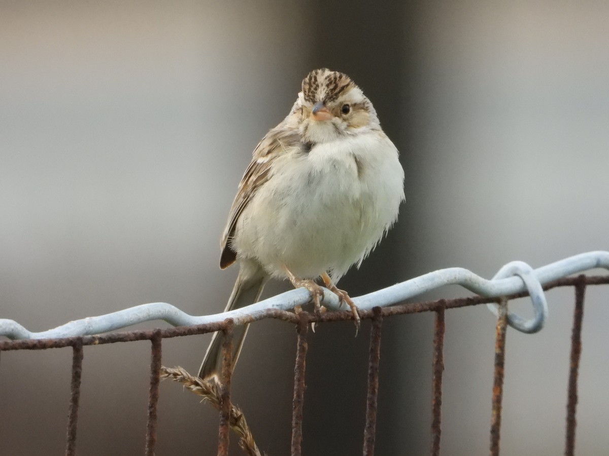 Clay-colored Sparrow - ML613198529