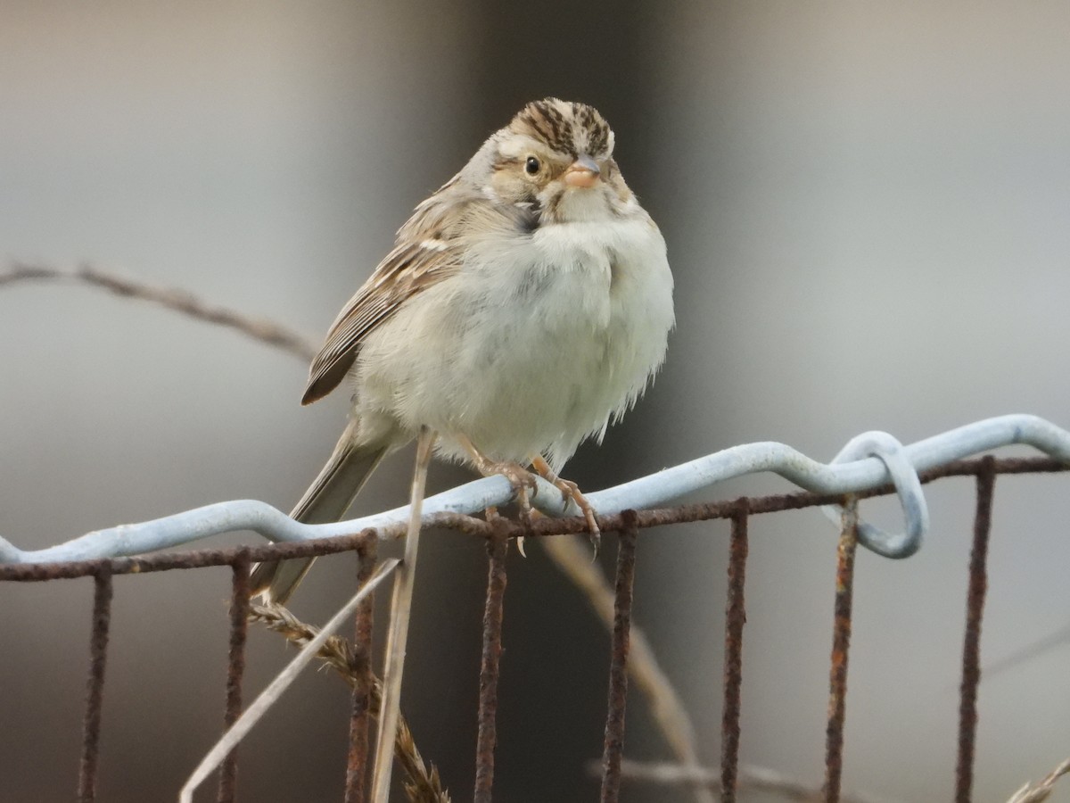Clay-colored Sparrow - ML613198532