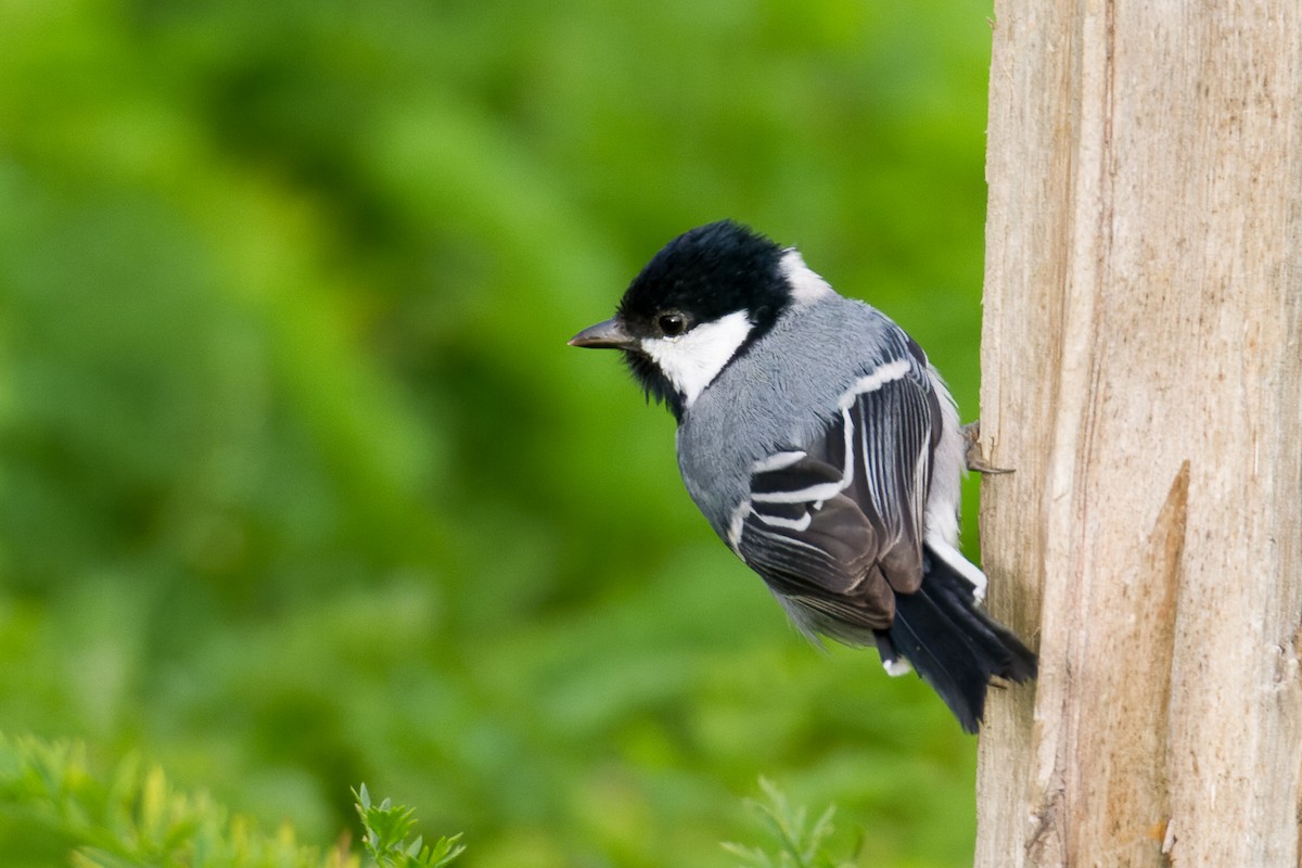 Cinereous Tit - ML613198583