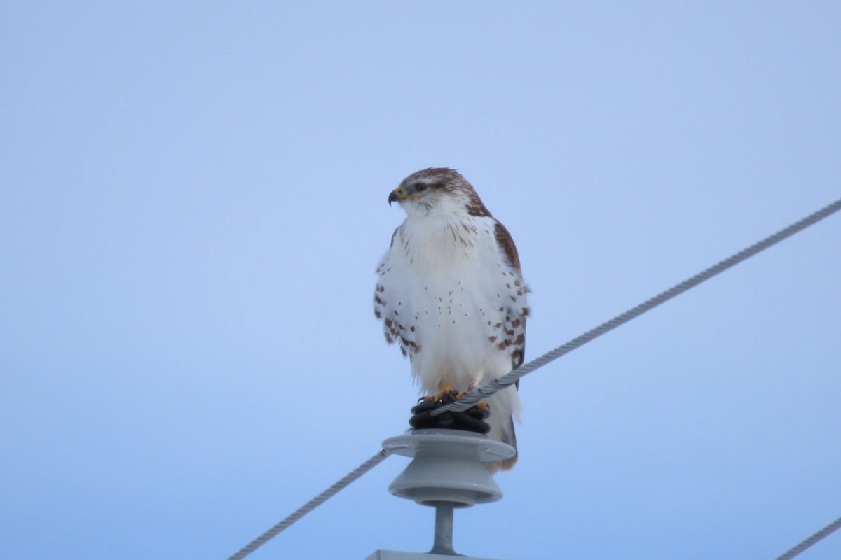 Ferruginous Hawk - Shari Kearney