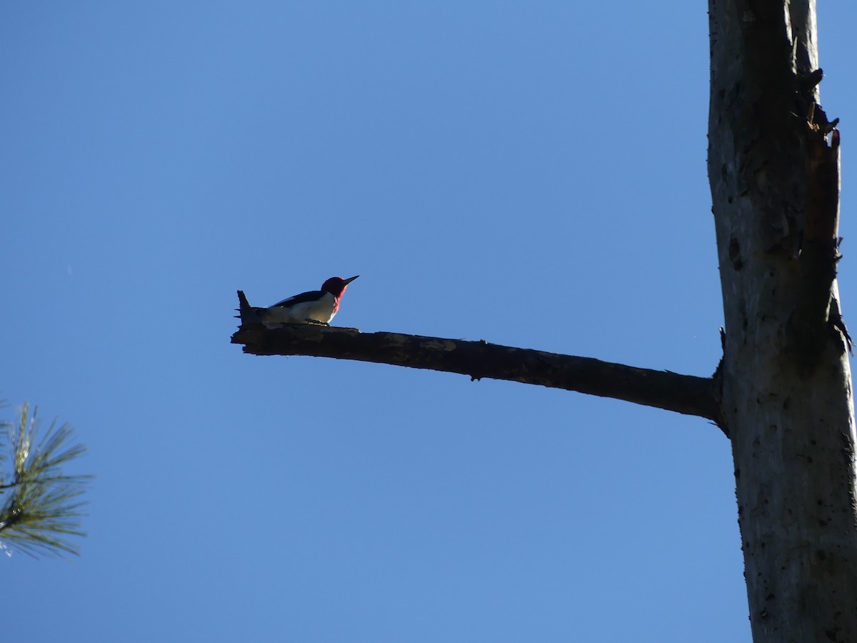 Red-headed Woodpecker - ML613198643